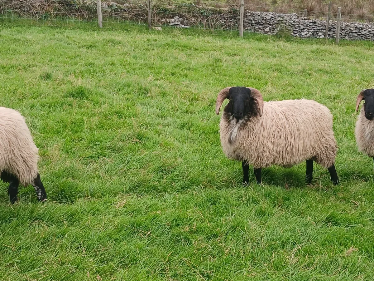 Blackface mountain Ram Lambs - Image 3