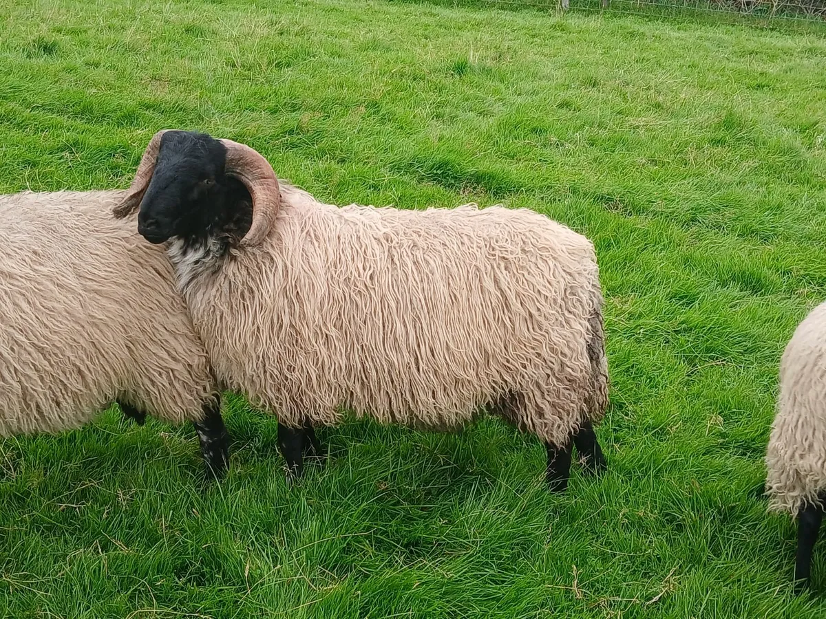 Blackface mountain Ram Lambs - Image 4