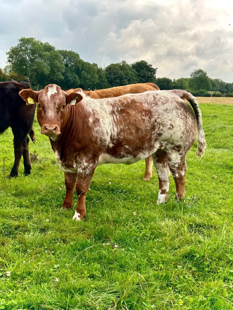 Top quality heifers for Gort Thursday 21st - Image 2