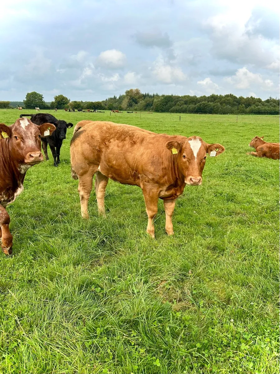 Top quality heifers for Gort Thursday 21st - Image 3