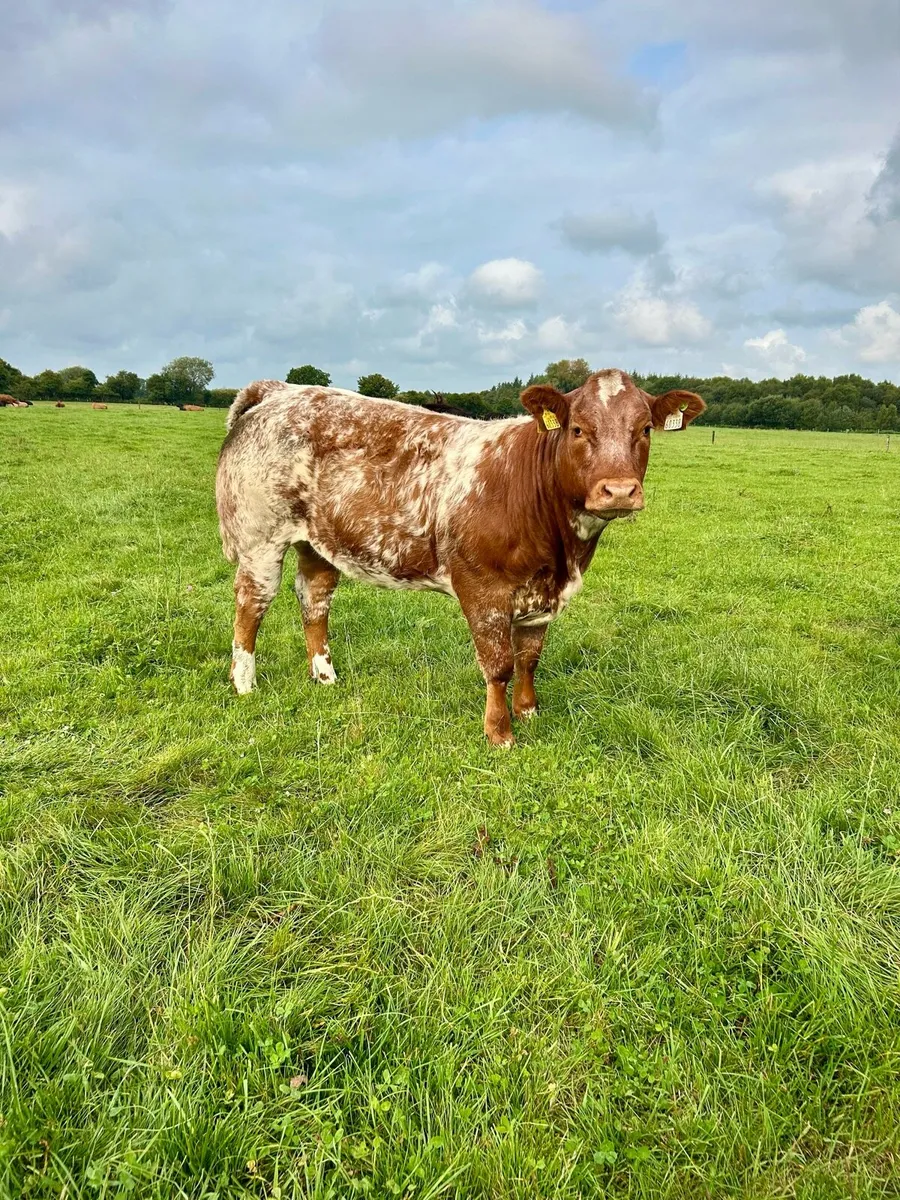 Top quality heifers for Gort Thursday 21st - Image 4