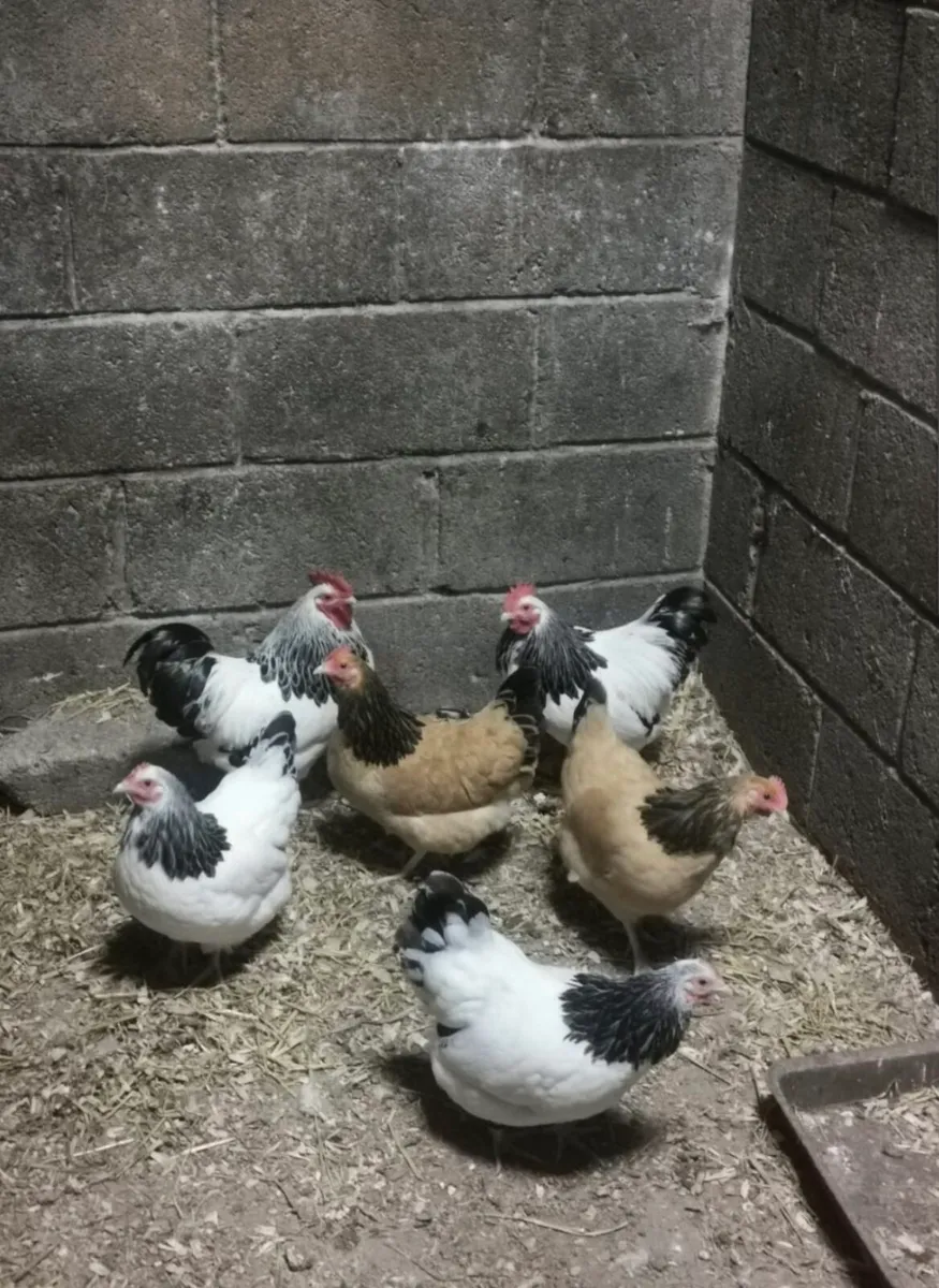 Light Sussex Bantams - Image 1