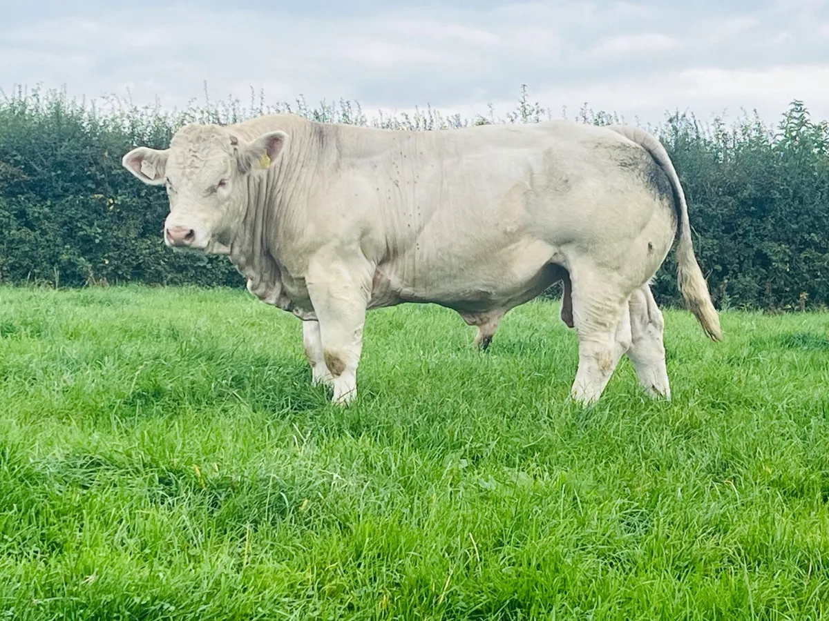Pedigree Charolais Bull (shape & style) - Image 1