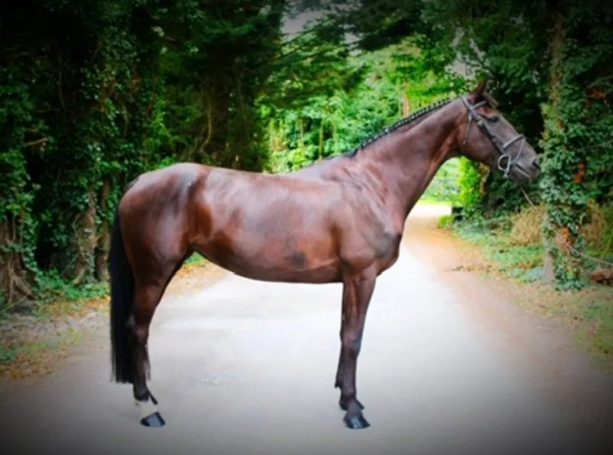 Quality 7yo mare