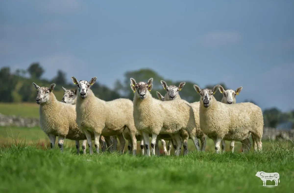 Greyface Hoggets For Sale - Image 1
