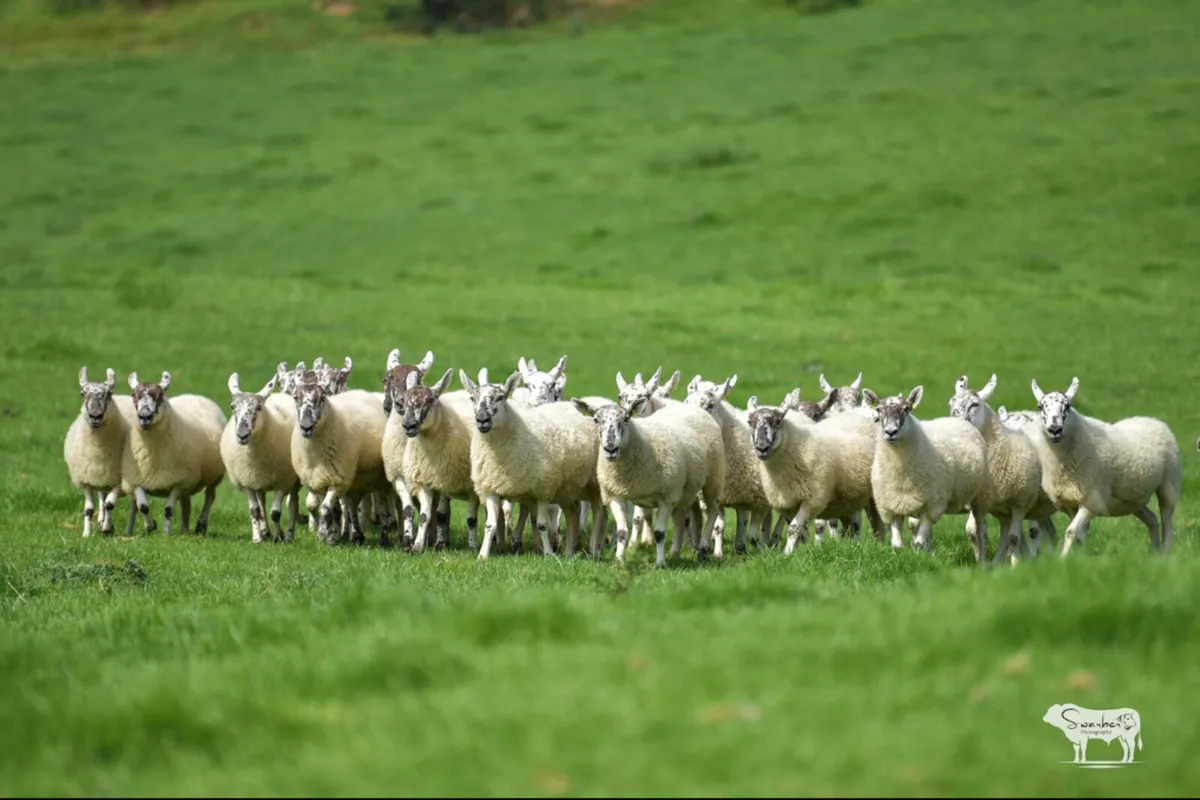 Greyface Hoggets For Sale - Image 2