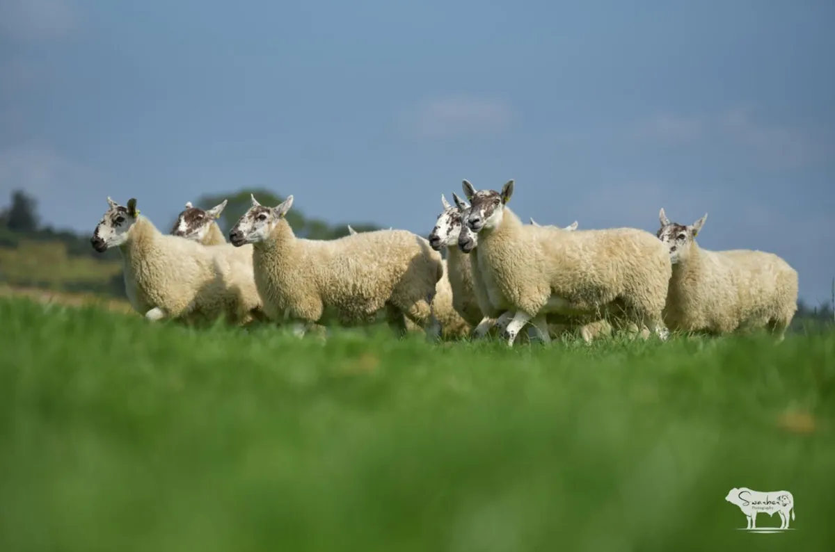 Greyface Hoggets For Sale - Image 3