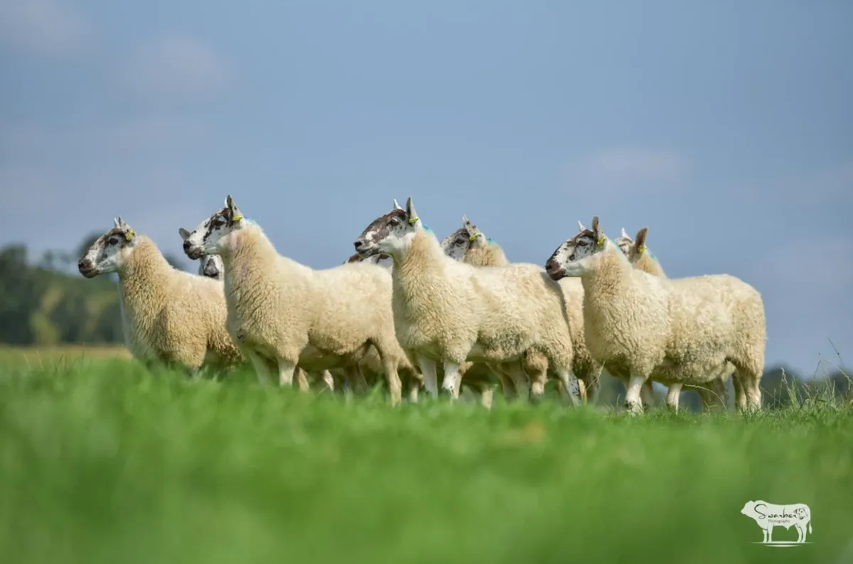 Greyface Hoggets For Sale - Image 4