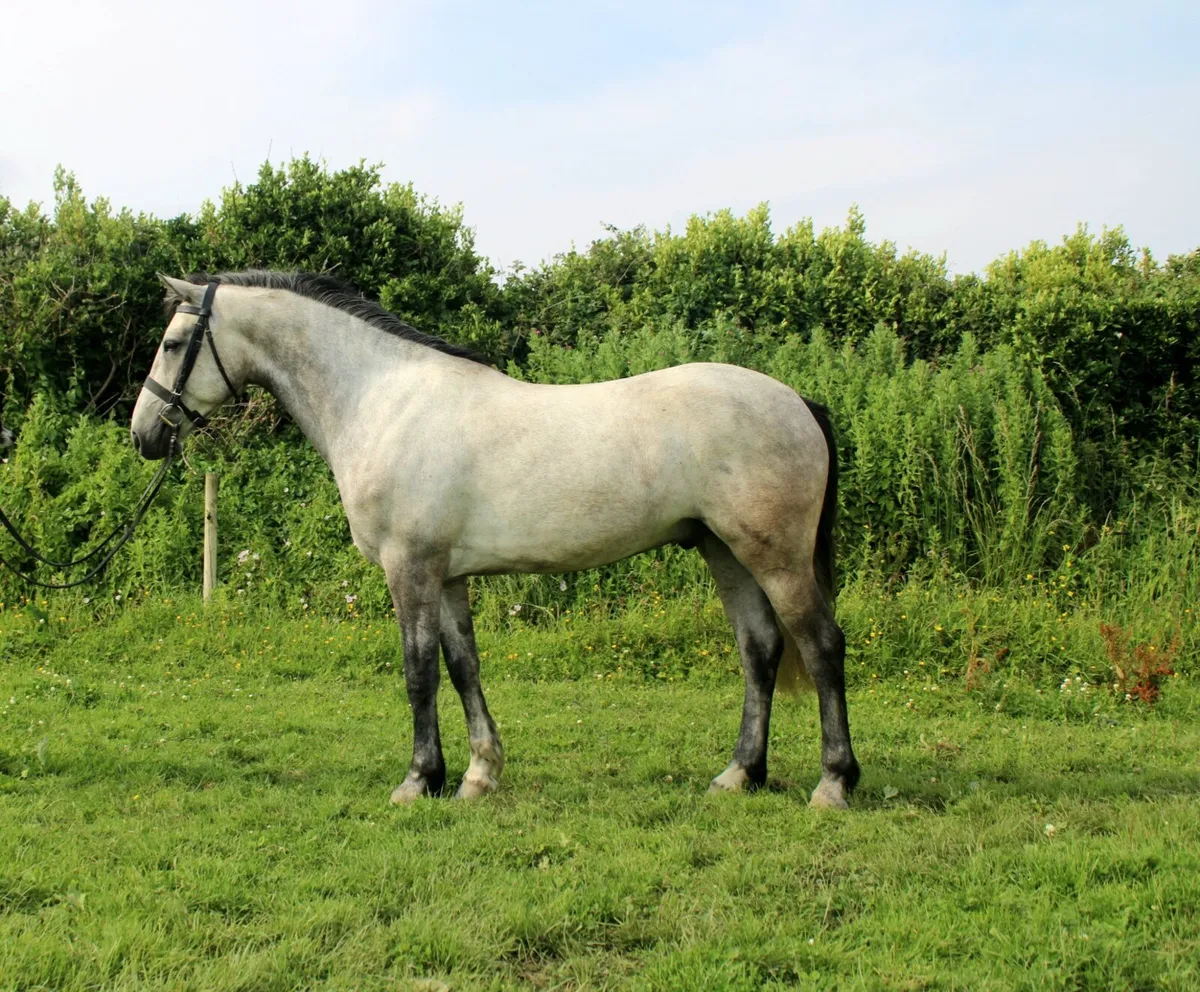 Lot 164 friday in Clifden 4yo 15.1 Gelding - Image 1