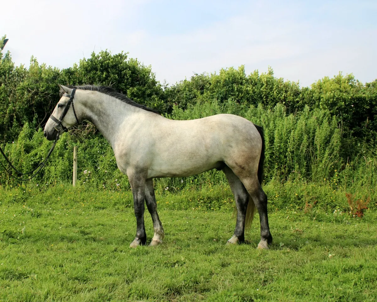 Lot 164 friday in Clifden 4yo 15.1 Gelding - Image 2