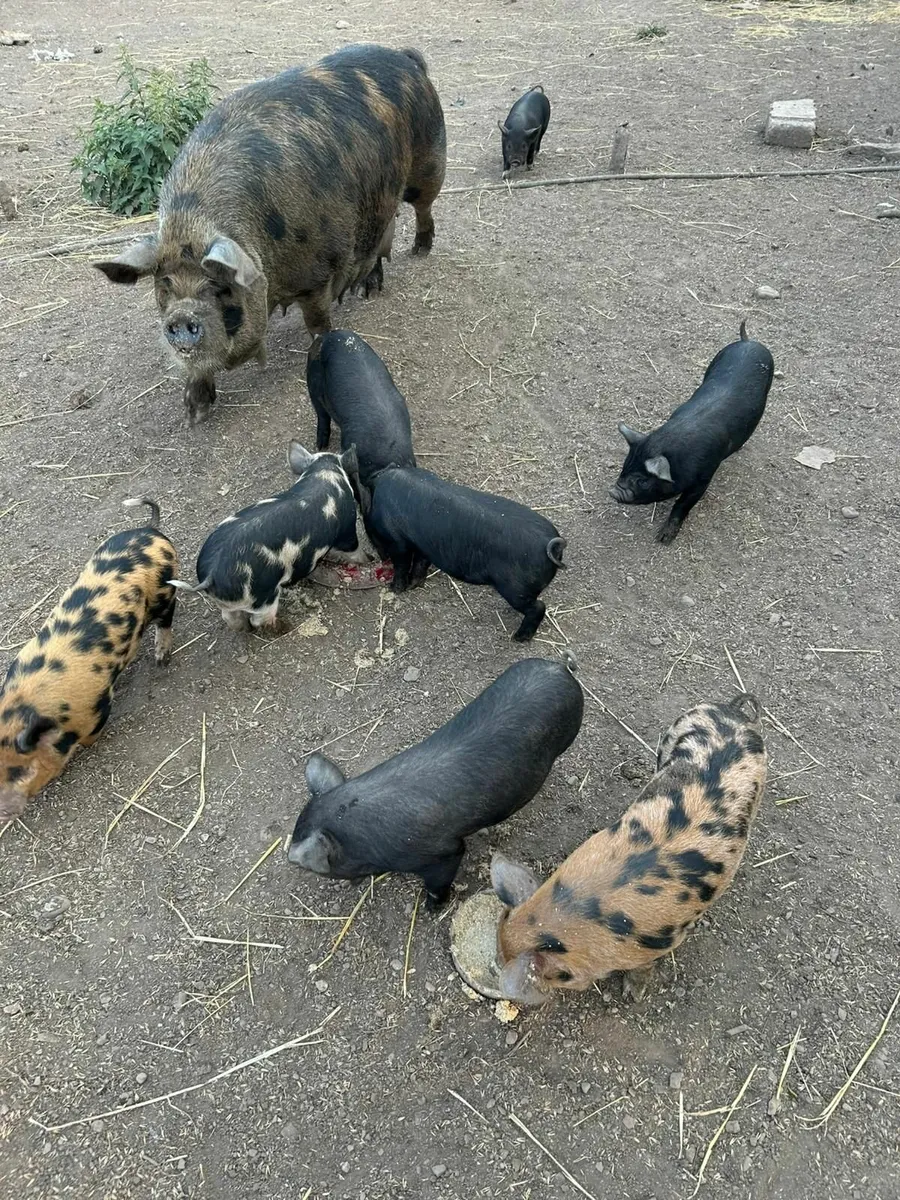 Kune Kune / Potbelly Piglets - Image 1