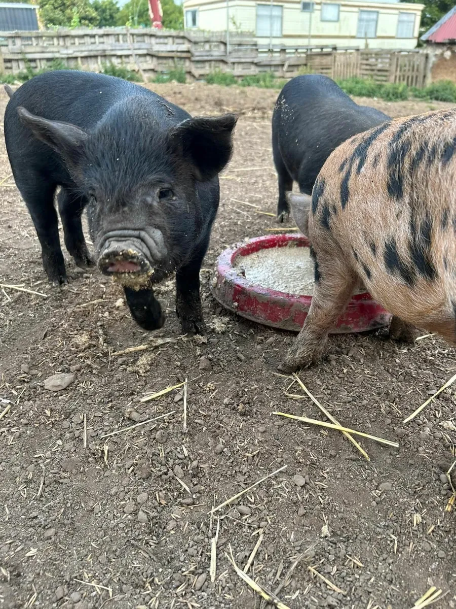 Kune Kune / Potbelly Piglets - Image 2