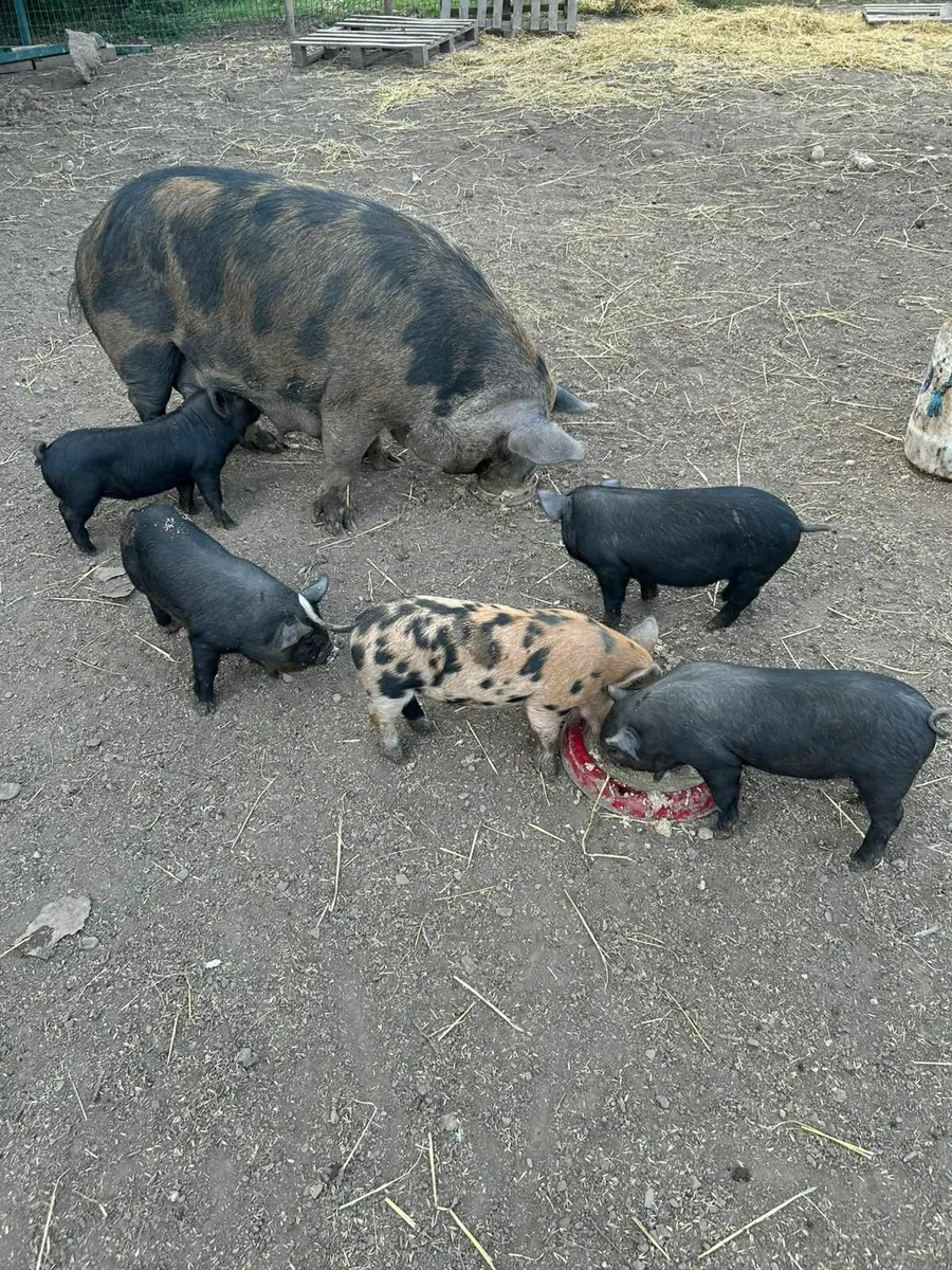 Kune Kune / Potbelly Piglets - Image 3