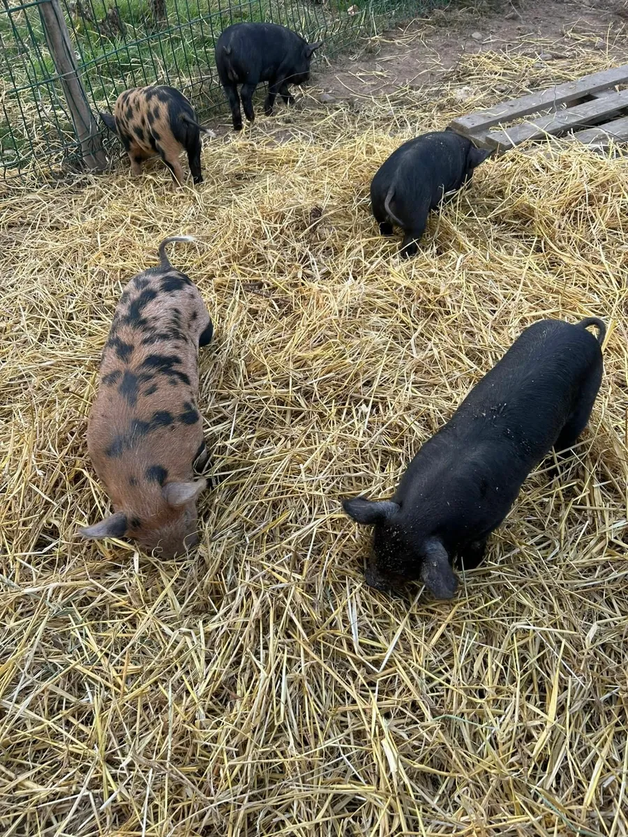 Kune Kune / Potbelly Piglets - Image 4