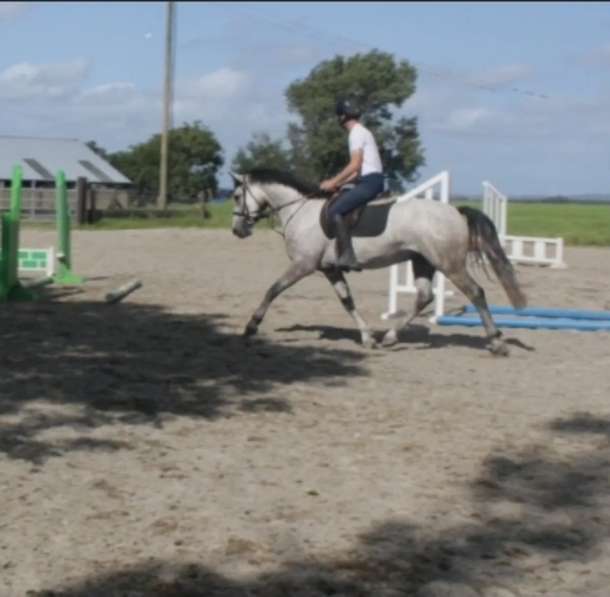 Lot 164 friday in Clifden 4yo 15.1 Gelding - Image 3