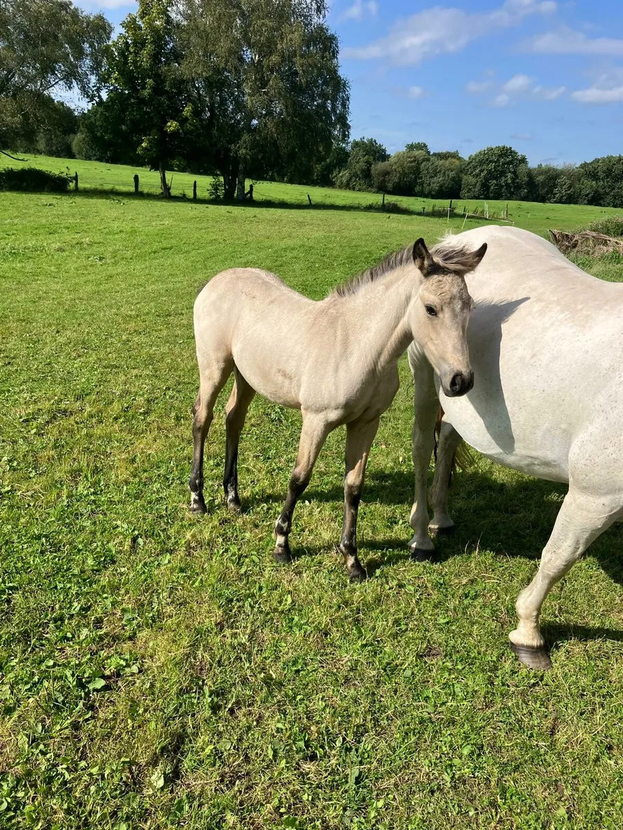 Pony - Image 1