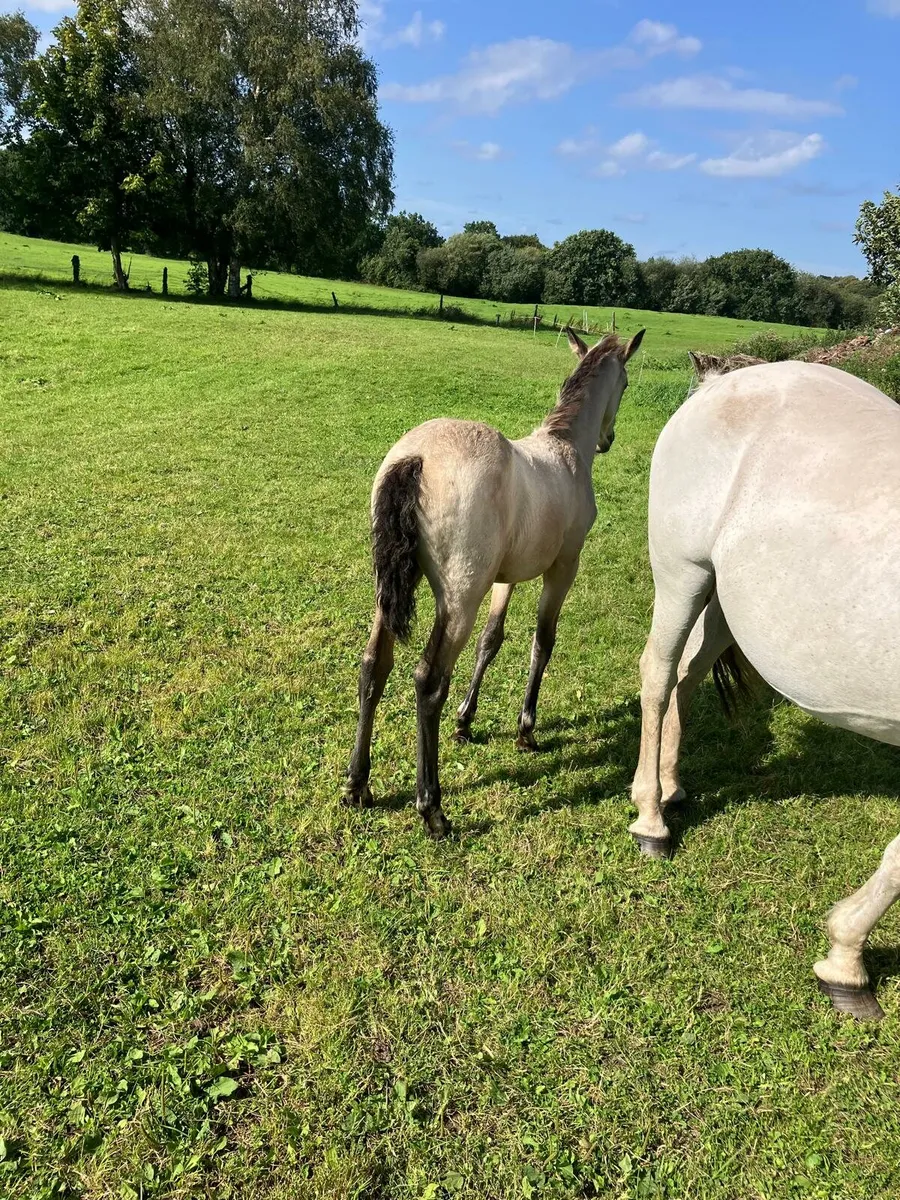 Pony - Image 2