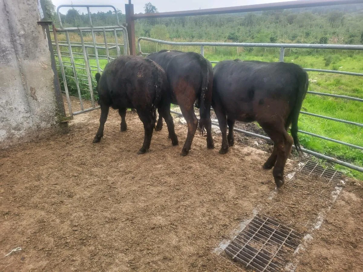 3 Aberdeen Angus - Image 1