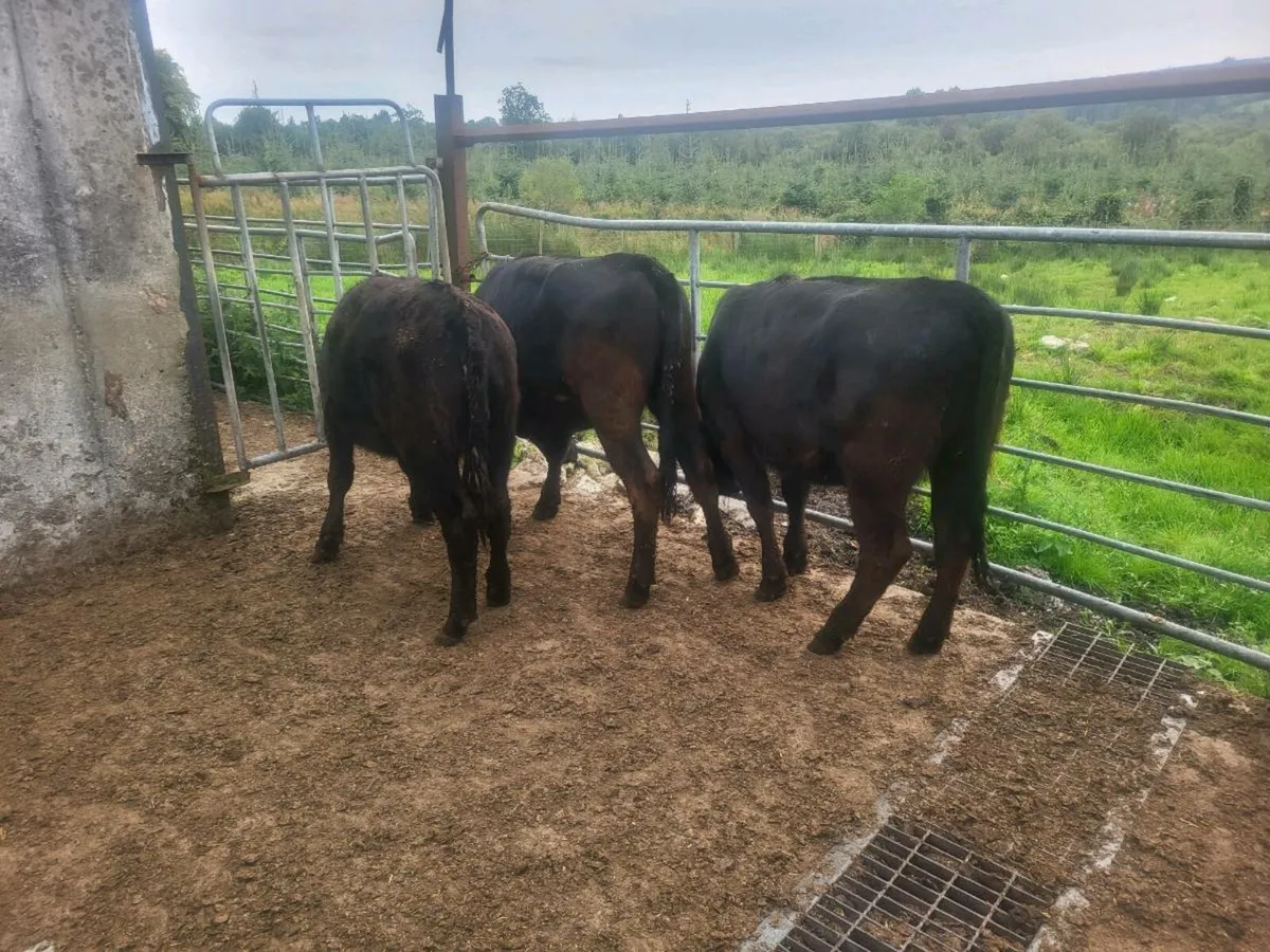 3 Aberdeen Angus - Image 2
