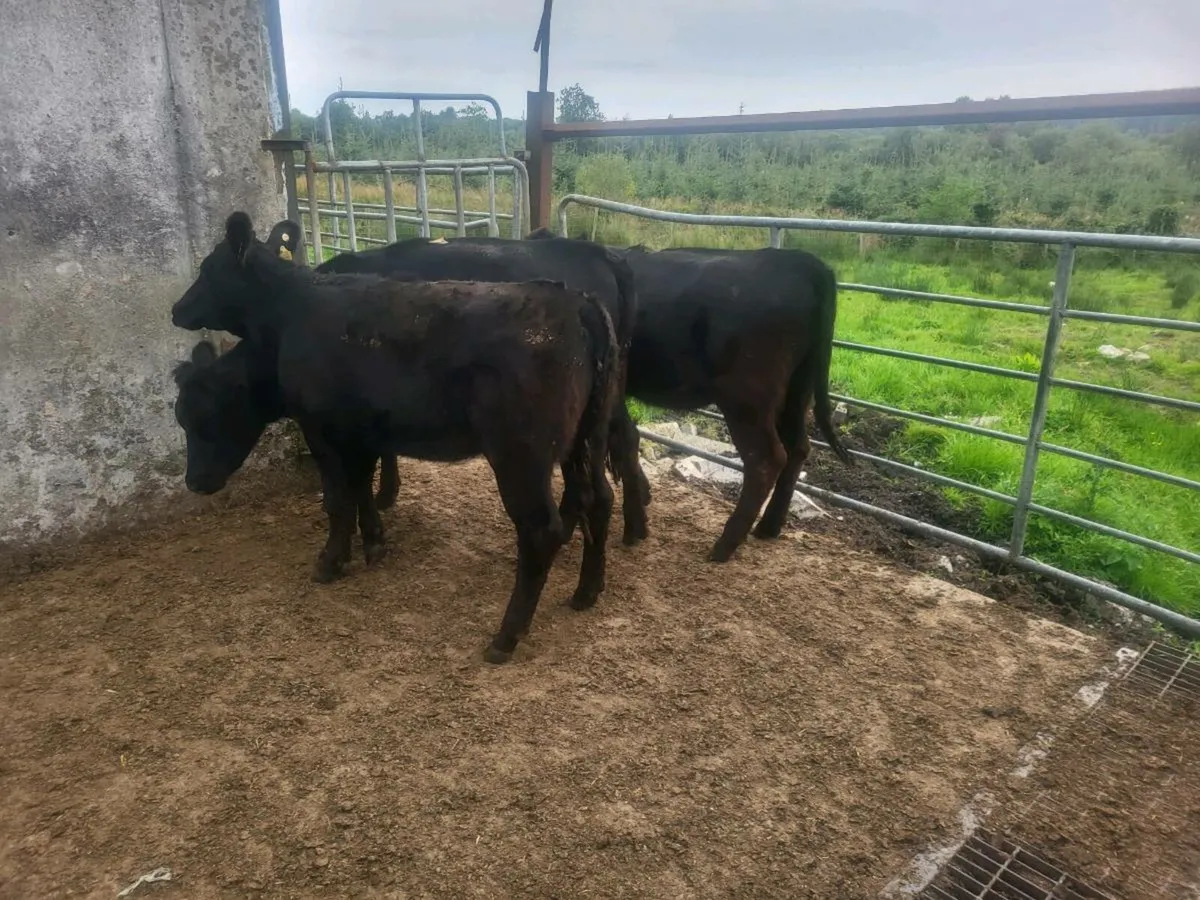 3 Aberdeen Angus - Image 3