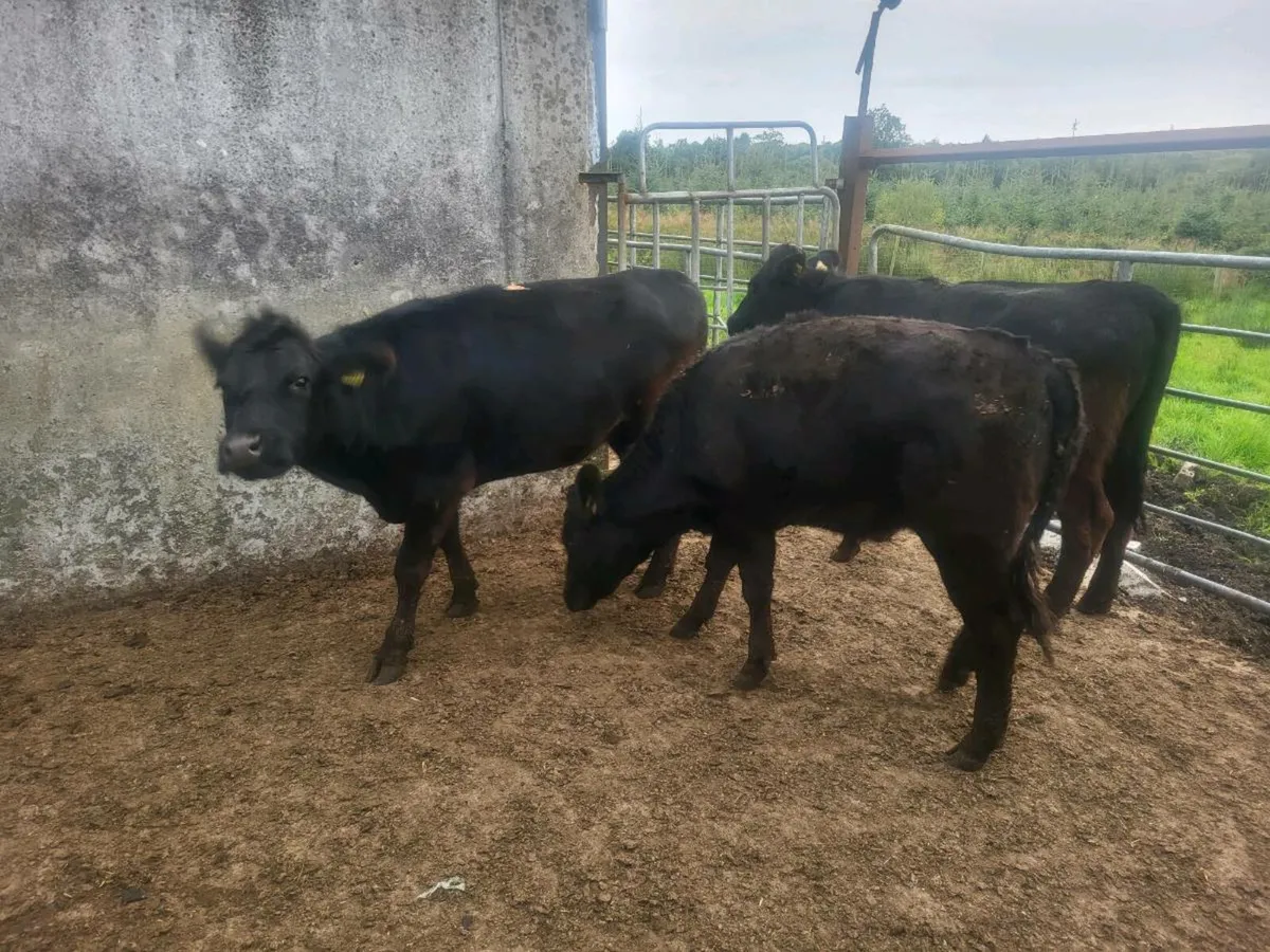 3 Aberdeen Angus - Image 4