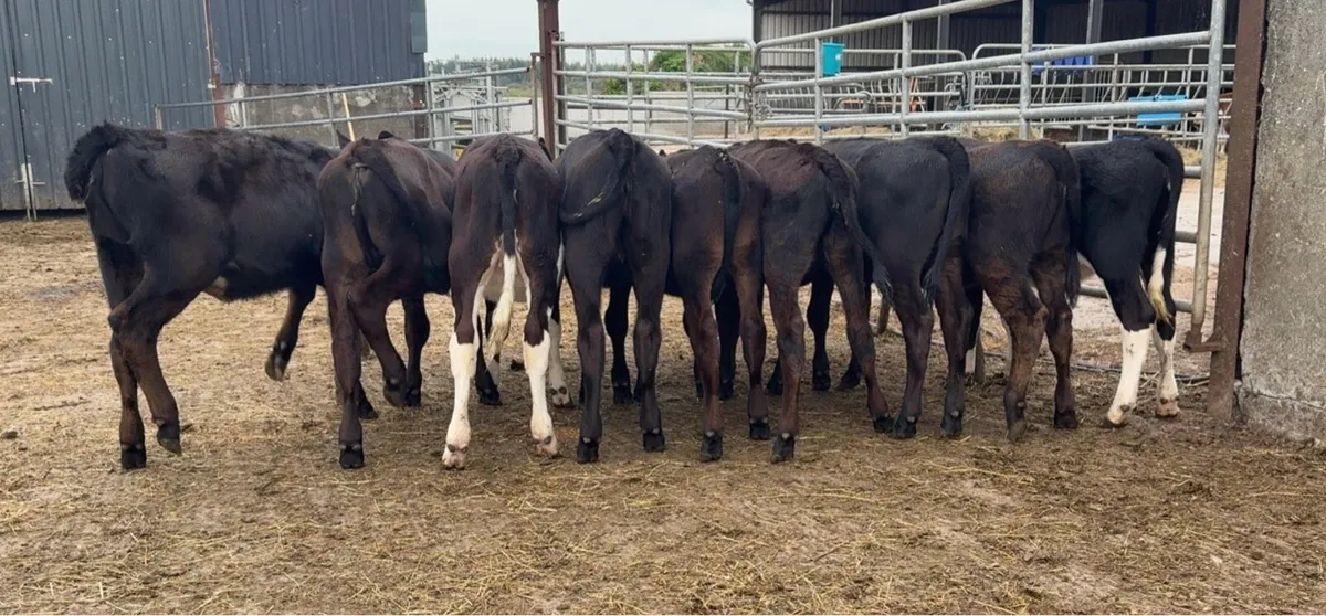 9 nice heifer runners - Image 1