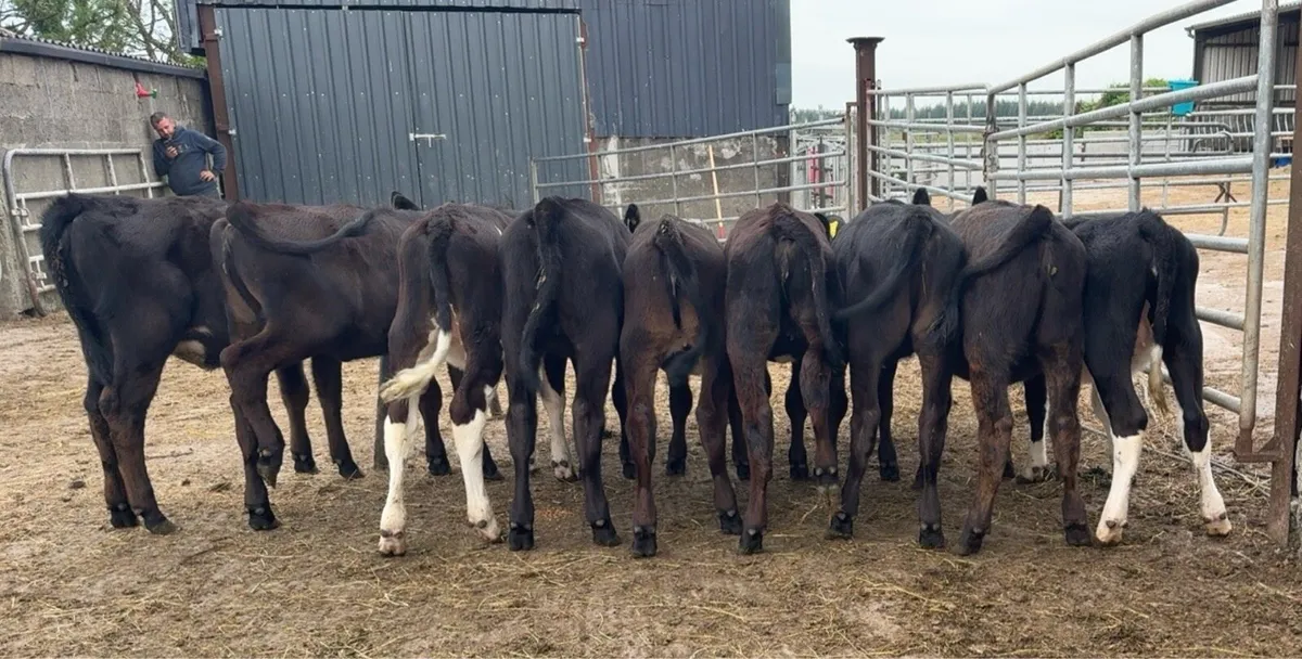 9 nice heifer runners - Image 2