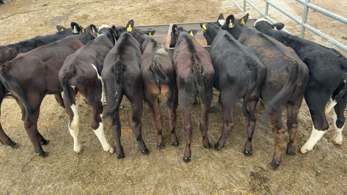 9 nice heifer runners - Image 3