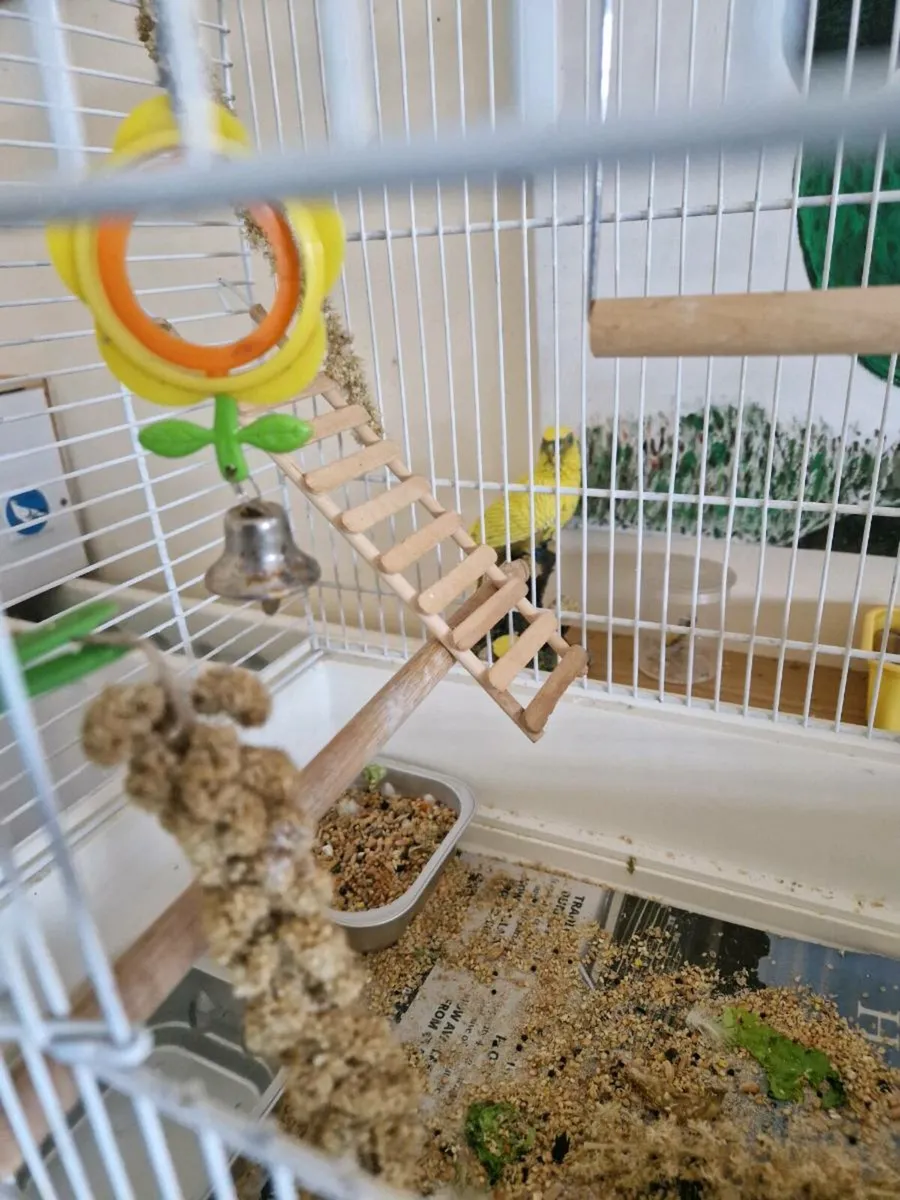Bird cage - Image 3
