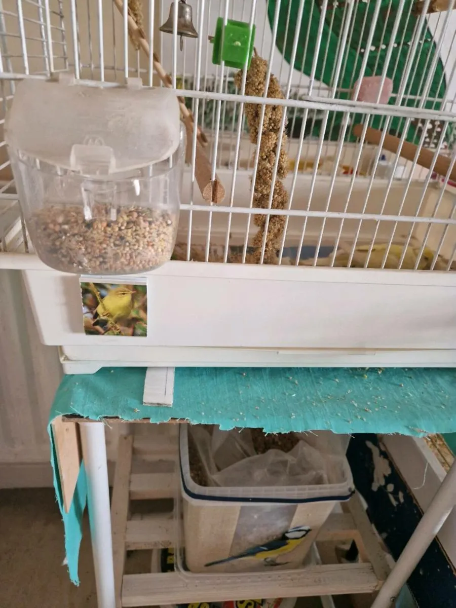 Bird cage - Image 4