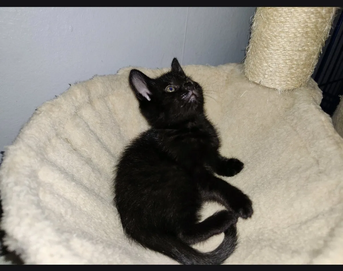 Kittens - Image 1