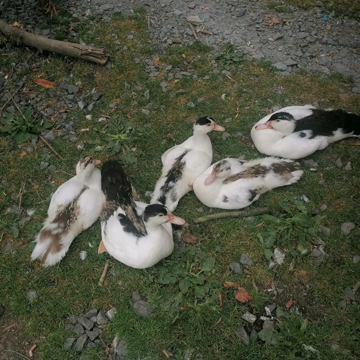 5 muscovy ducks