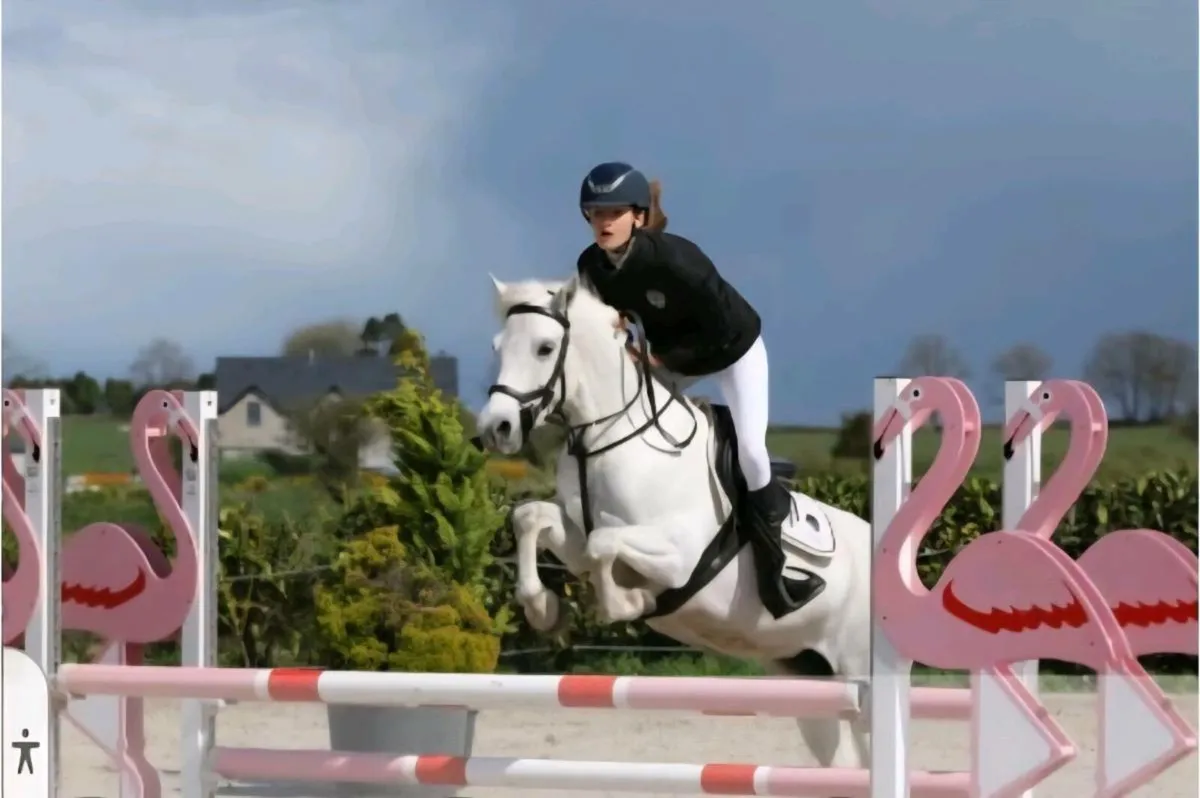 138cm Pony - Image 1