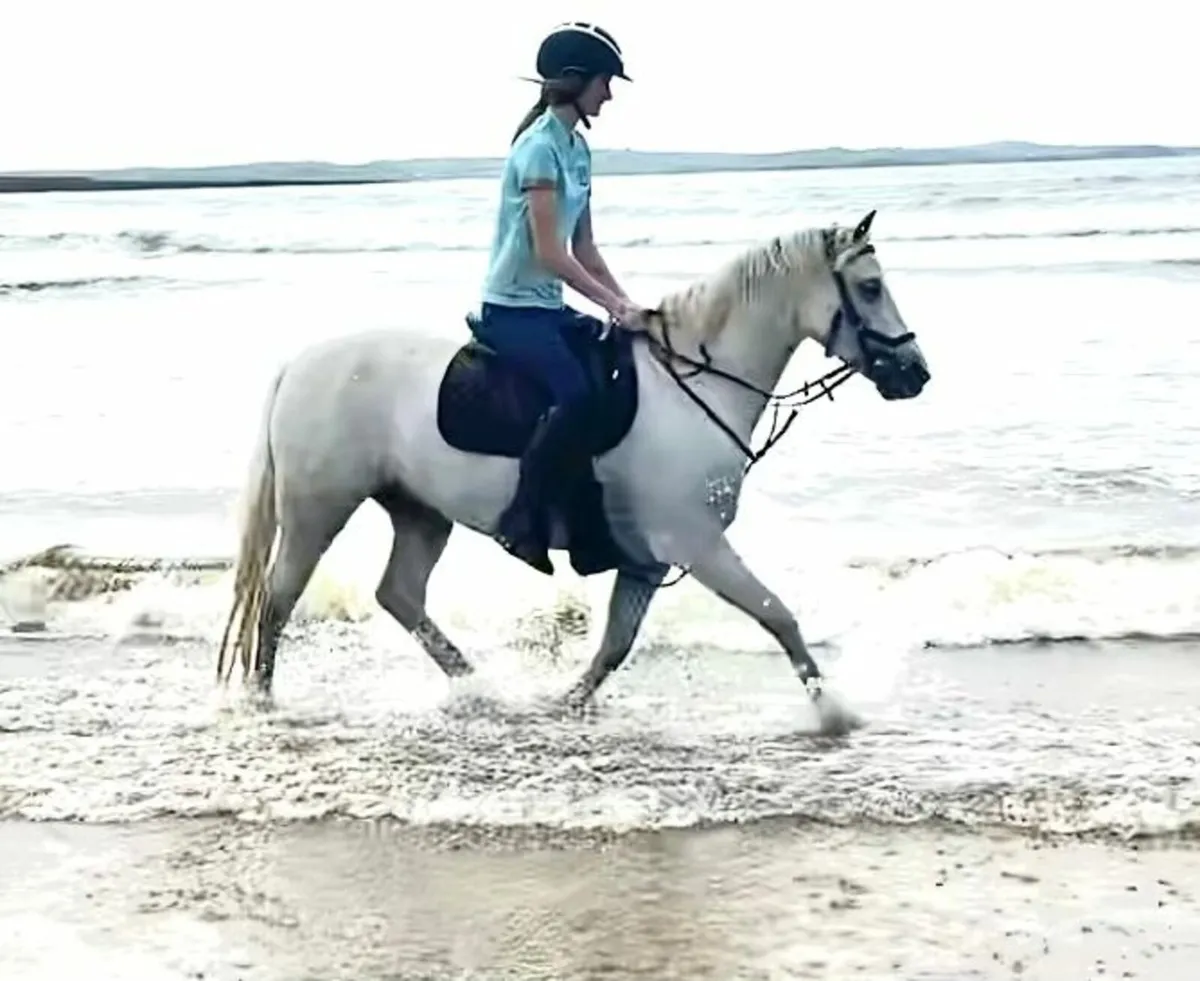 138cm Pony - Image 2