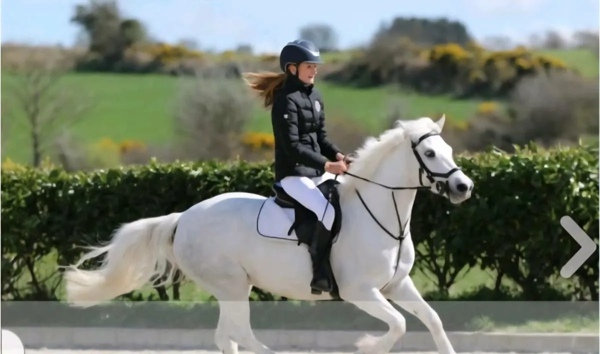138cm Pony - Image 3