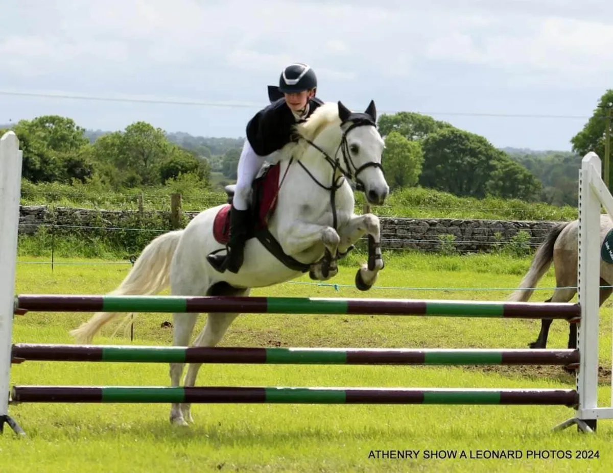 138cm Pony - Image 4