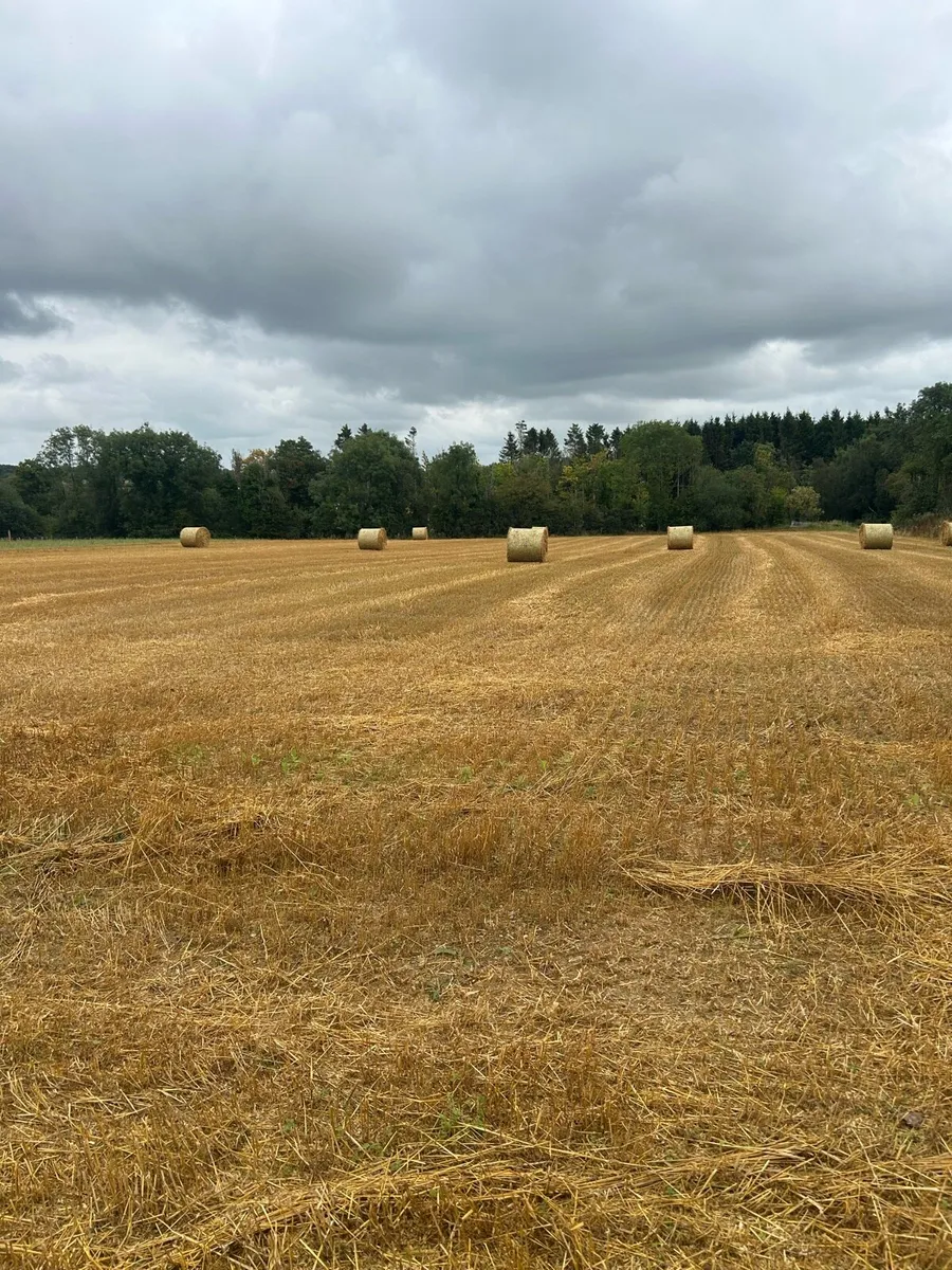 Oat Straw