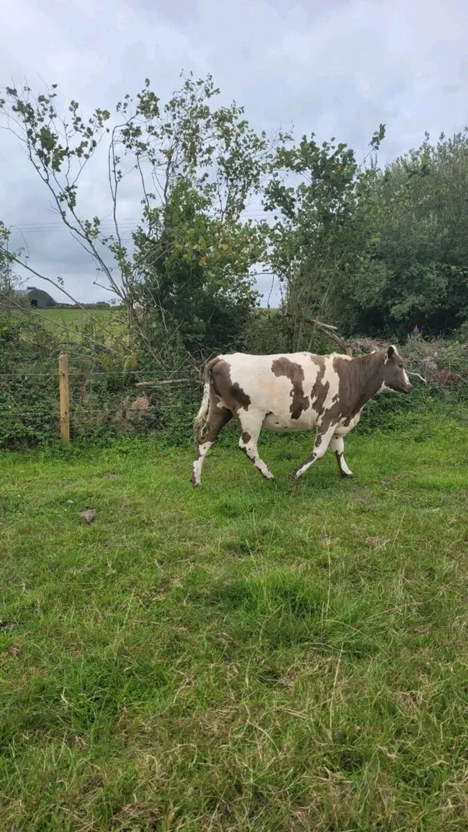 5 star shx heifer incalf - Image 1