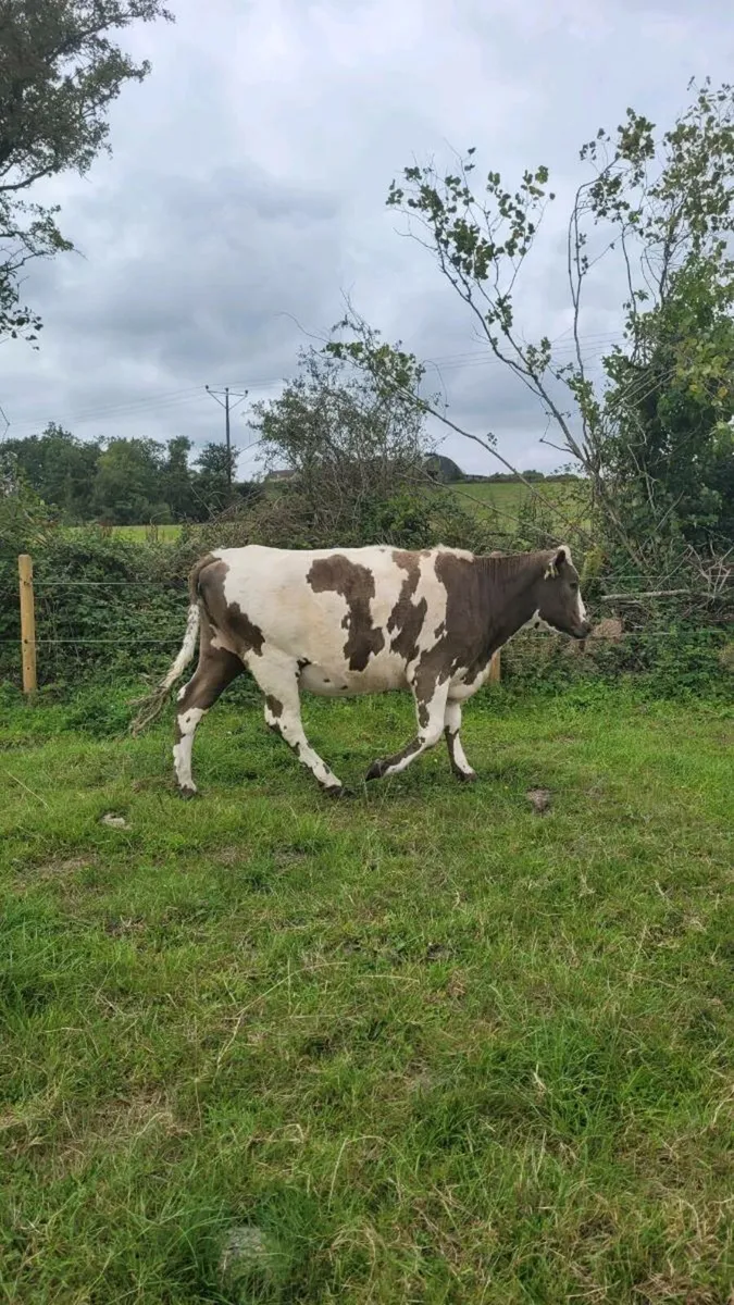 5 star shx heifer incalf - Image 2
