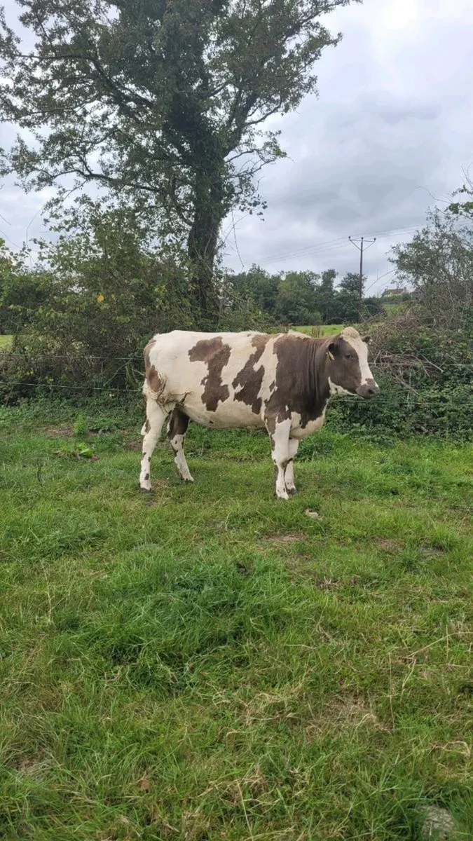 5 star shx heifer incalf - Image 3