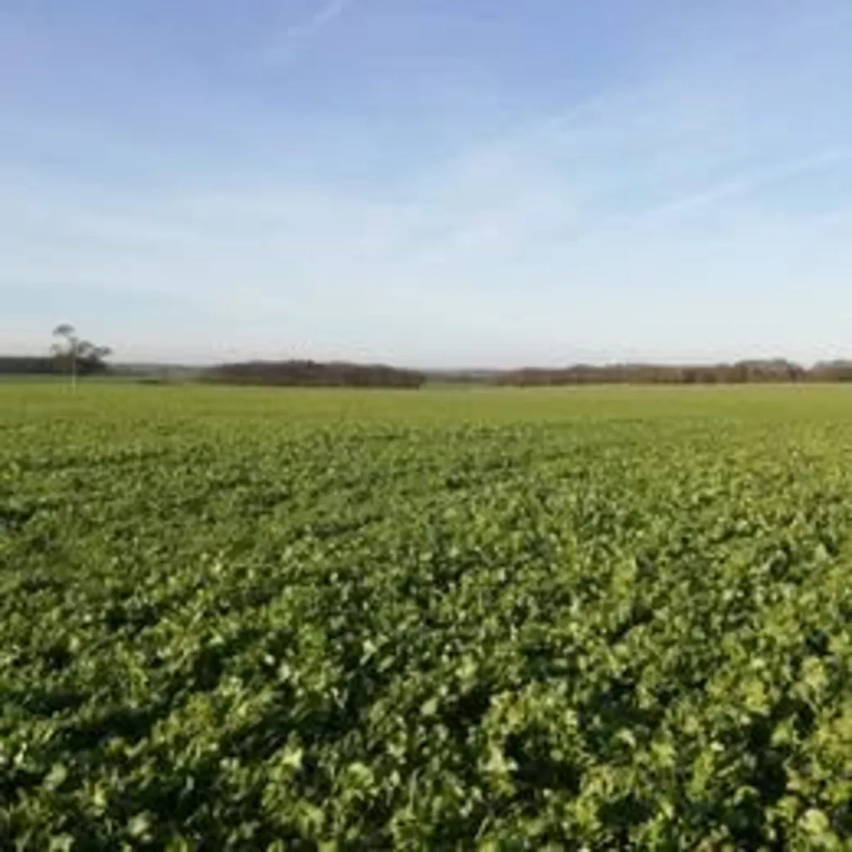 Cover crop mixtures - Image 1