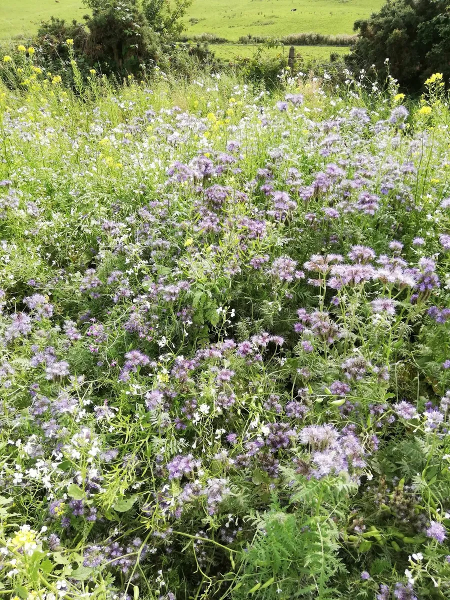 Cover crop mixtures - Image 3