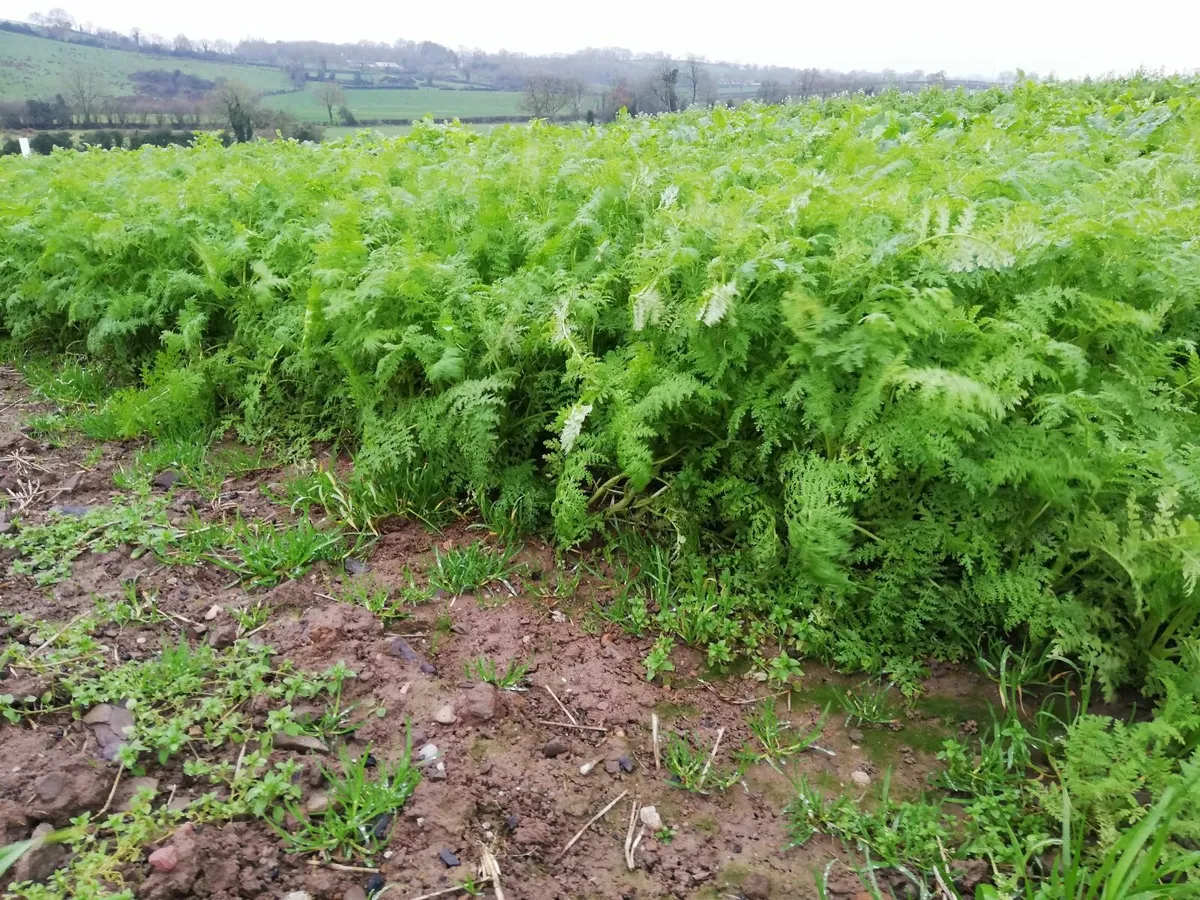 Cover crop mixtures - Image 4