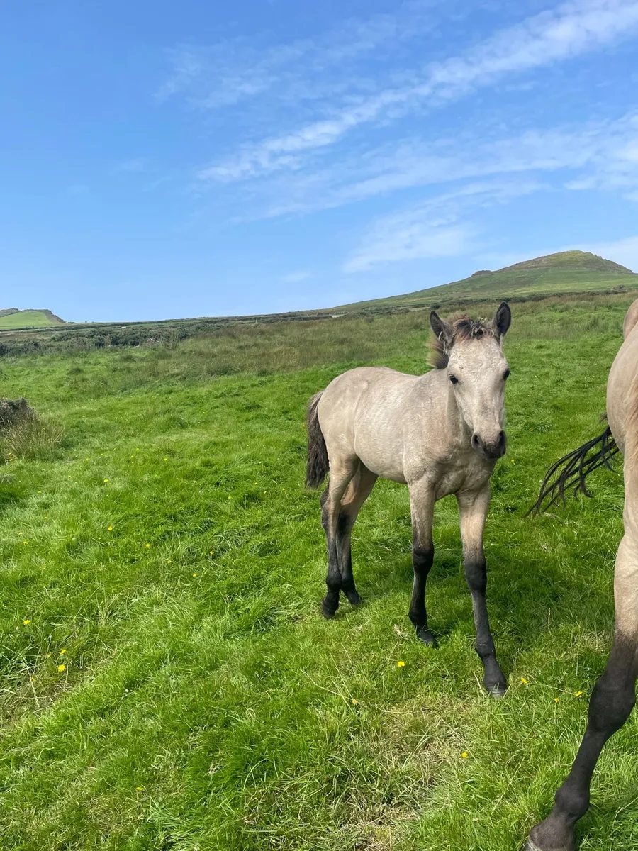 Superb breeding Connemara Foal - Image 2