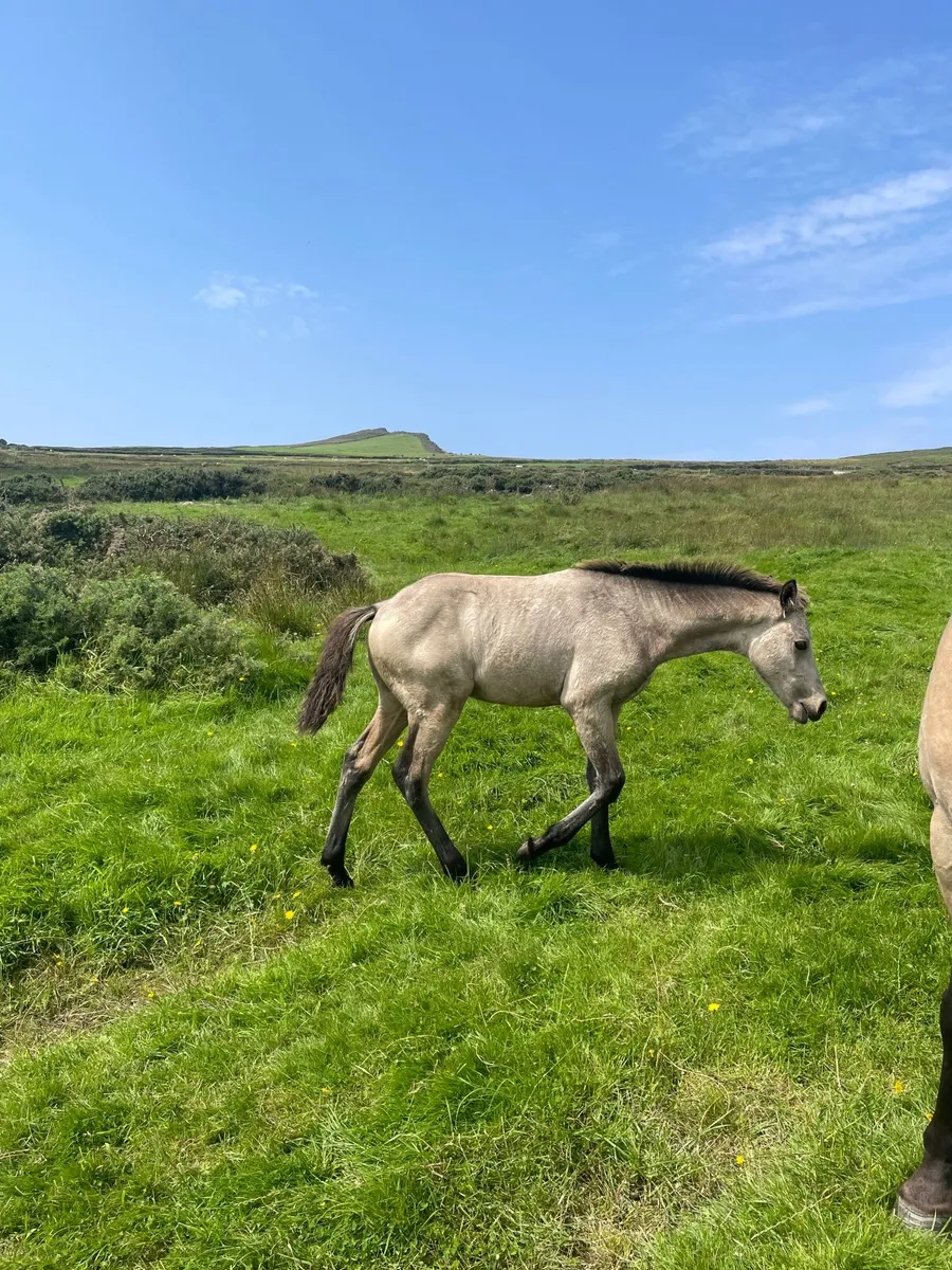 Superb breeding Connemara Foal - Image 3
