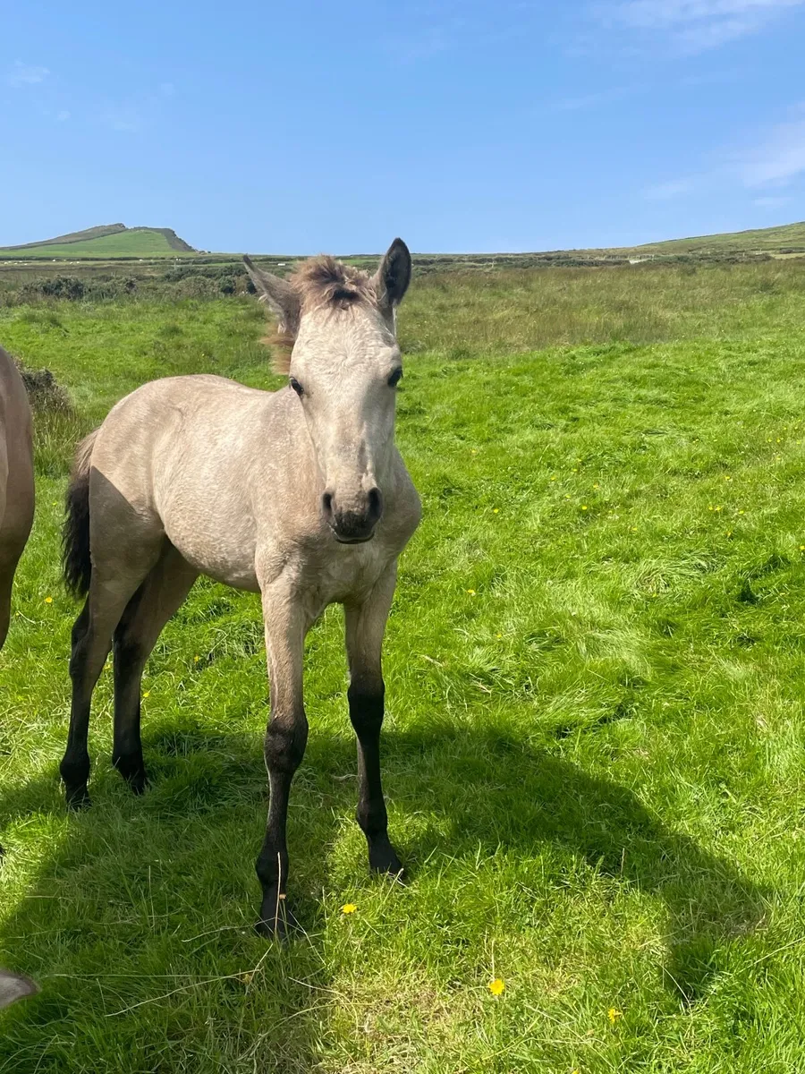 Superb breeding Connemara Foal - Image 4