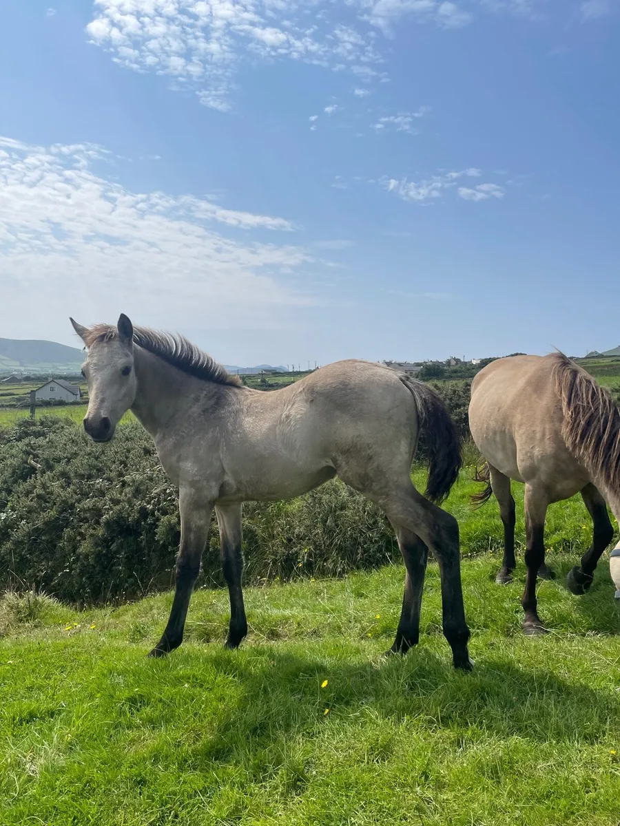 Superb breeding Connemara Foal - Image 1