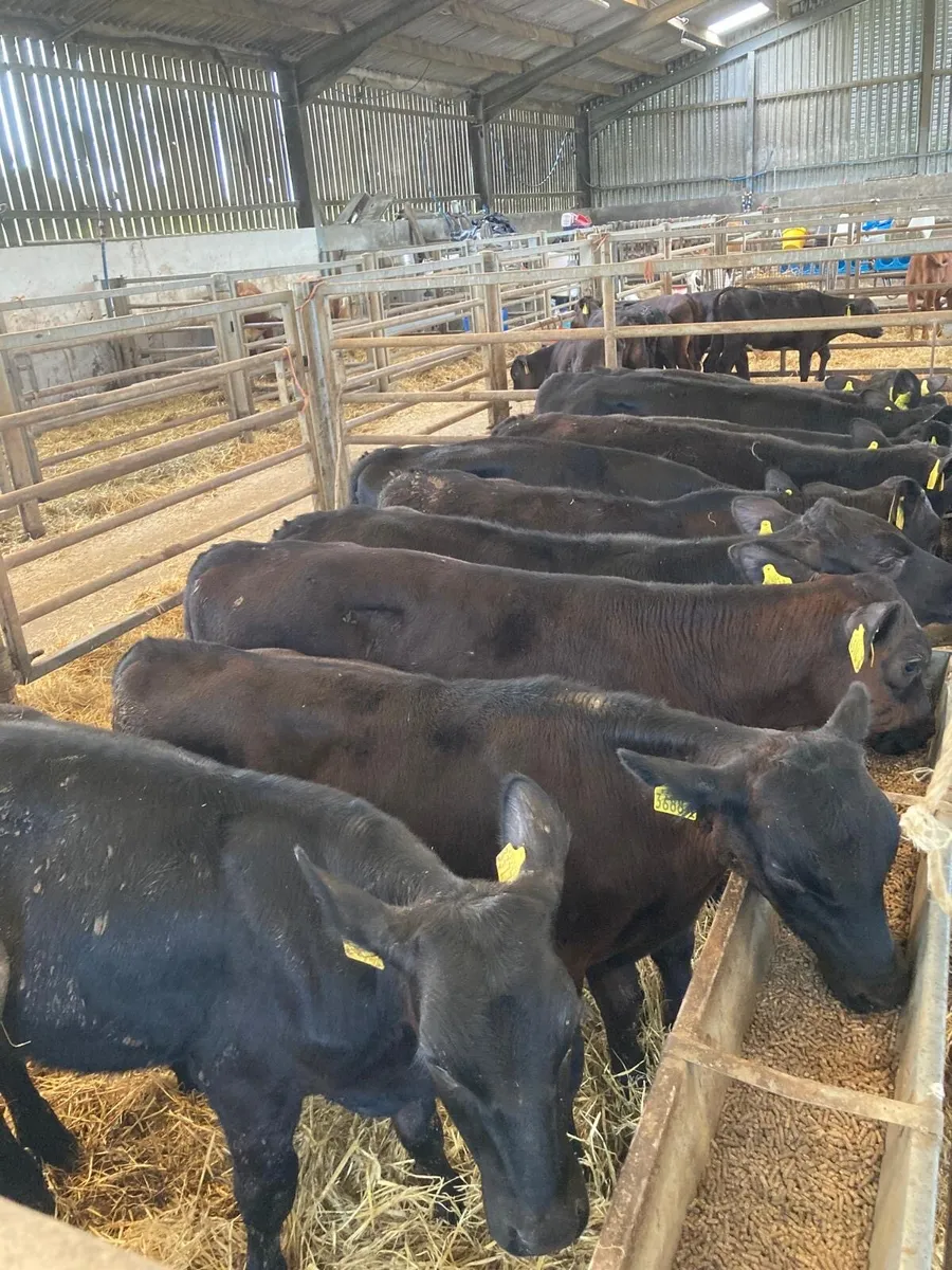 AA bull calves - Image 1