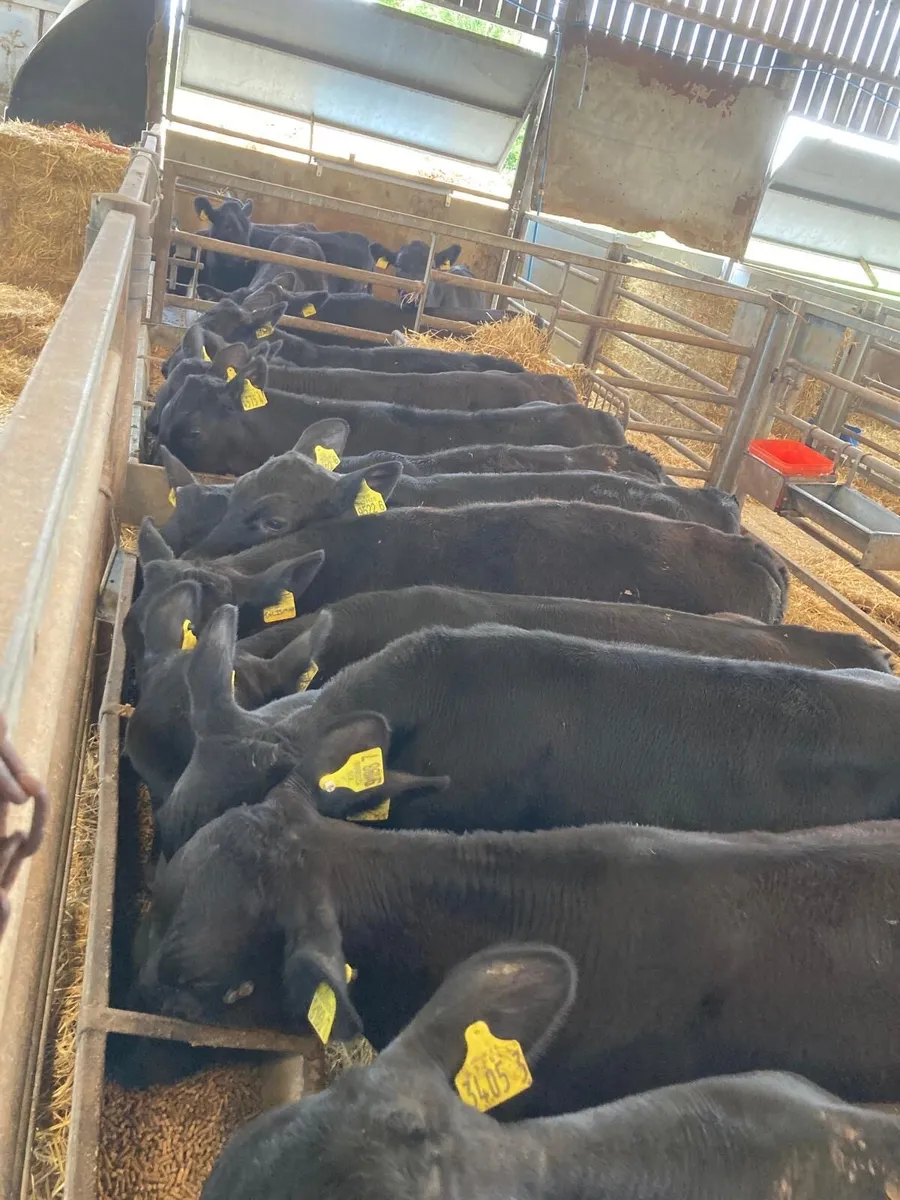 AA bull calves - Image 2