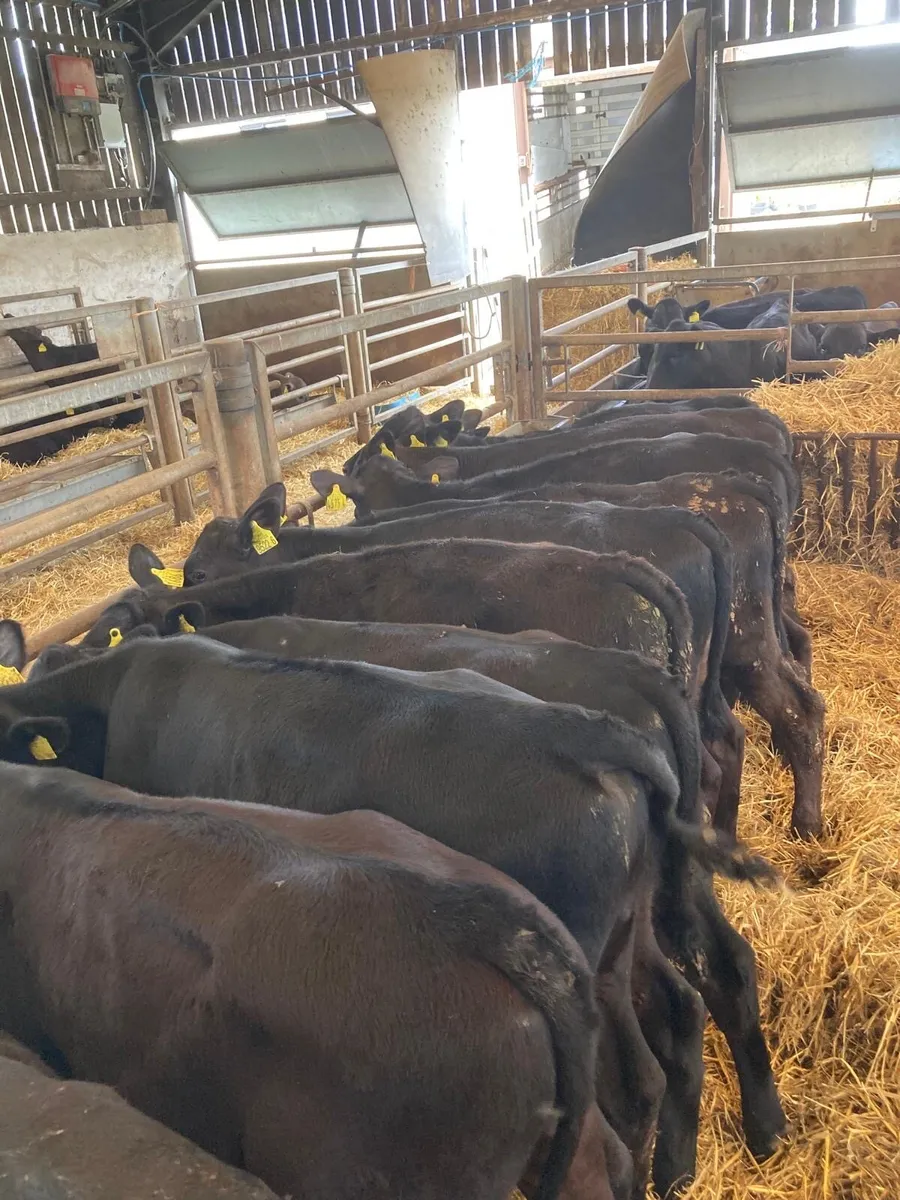 AA bull calves - Image 3